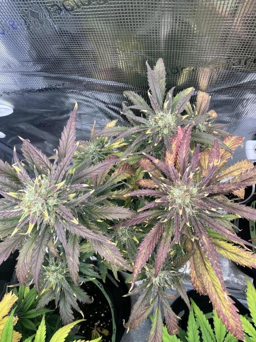 Phil’s 42fastbuds auto RF3 mix pack. Week 8