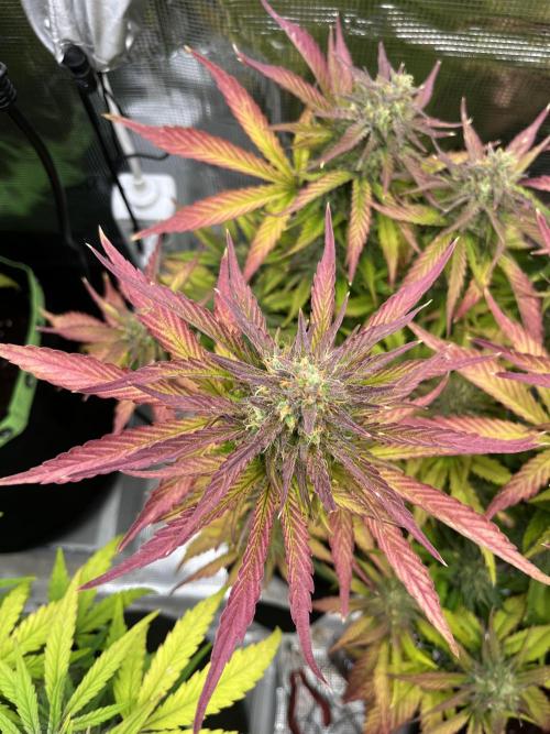 Phil’s 42fastbuds auto RF3 mix pack. Week 8