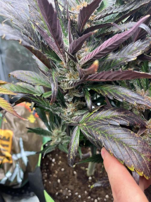 Phil’s 42fastbuds auto RF3 mix pack. Week 8