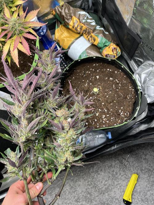 Phil’s 42fastbuds auto RF3 mix pack. Week 9