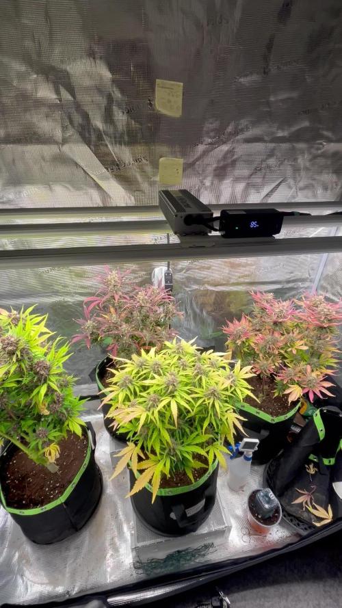 Phil’s 42fastbuds auto RF3 mix pack