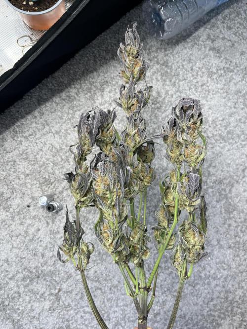 Phil’s 42fastbuds auto RF3 mix pack. Week 9