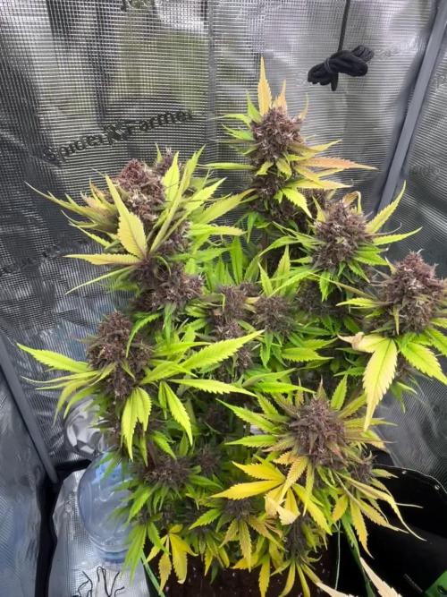 Phil’s 42fastbuds auto RF3 mix pack