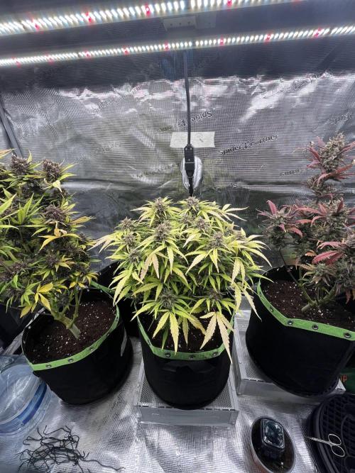 Phil’s 42fastbuds auto RF3 mix pack. Week 10