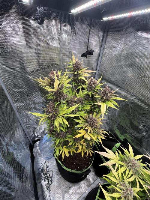 Phil’s 42fastbuds auto RF3 mix pack. Week 10