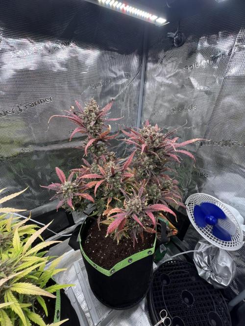 Phil’s 42fastbuds auto RF3 mix pack. Week 10