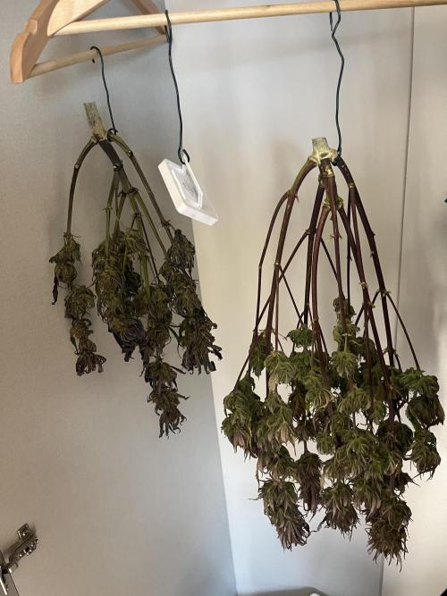Phil’s 42fastbuds auto RF3 mix pack. Week 10