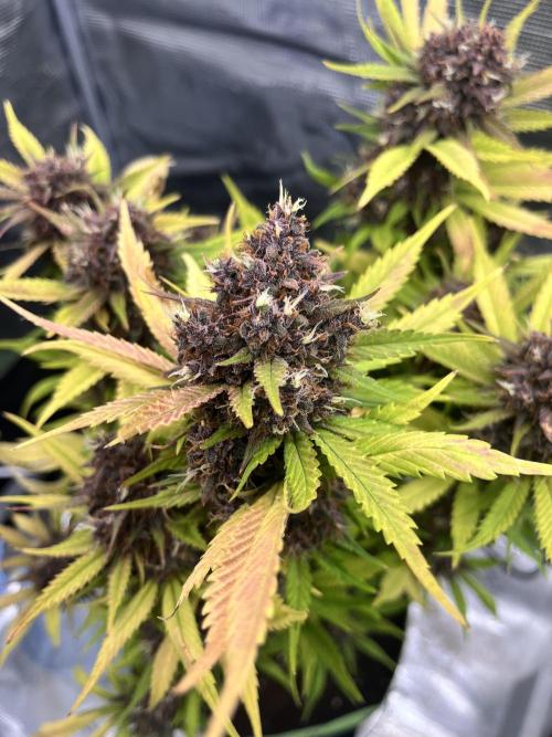 Phil’s 42fastbuds auto RF3 mix pack. Week 10