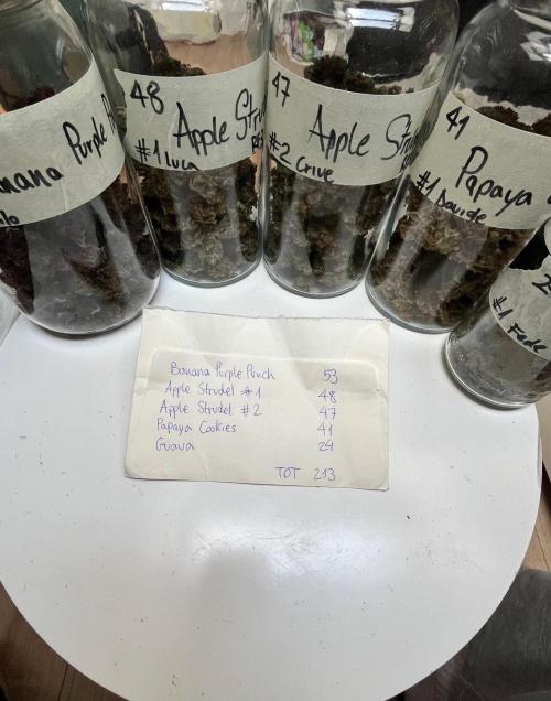 Phil’s 42fastbuds auto RF3 mix pack. Week 12