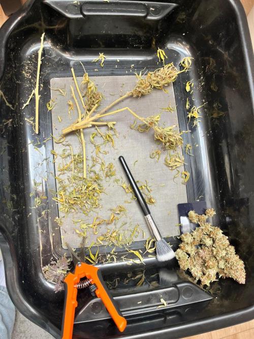 Phil’s 42fastbuds auto RF3 mix pack. Week 12
