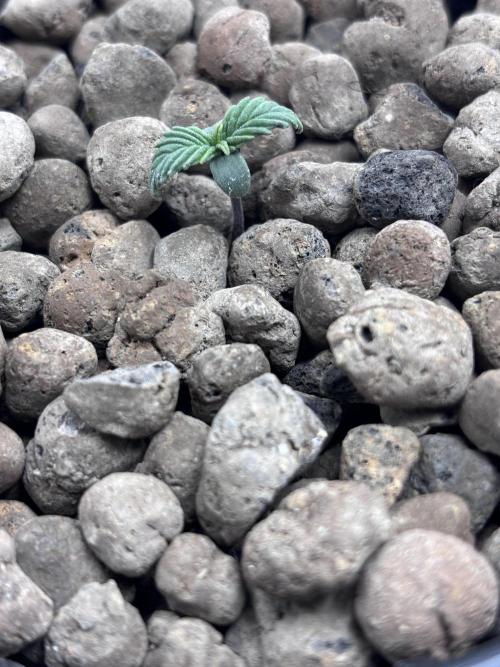 Strawberry gorilla auto gsc and mimosa. Week 0