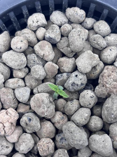 Strawberry gorilla auto gsc and mimosa. Week 0