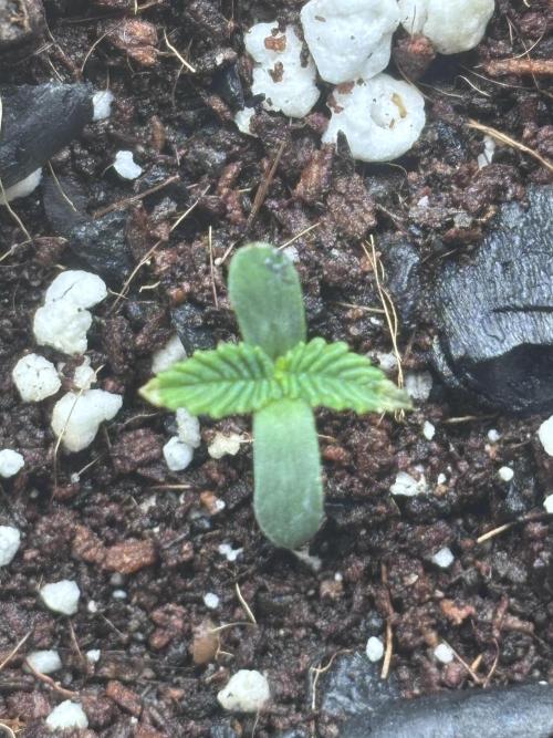 Strawberry gorilla auto gsc and mimosa. Week 0