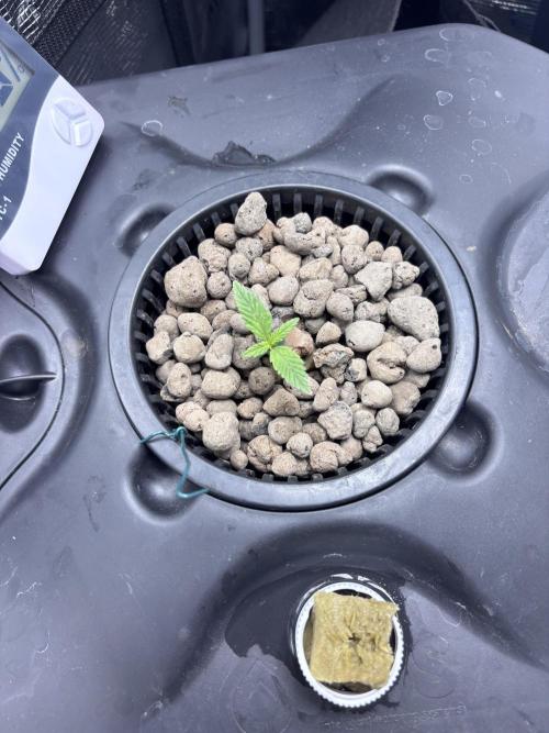 Strawberry gorilla auto gsc and mimosa. Week 1