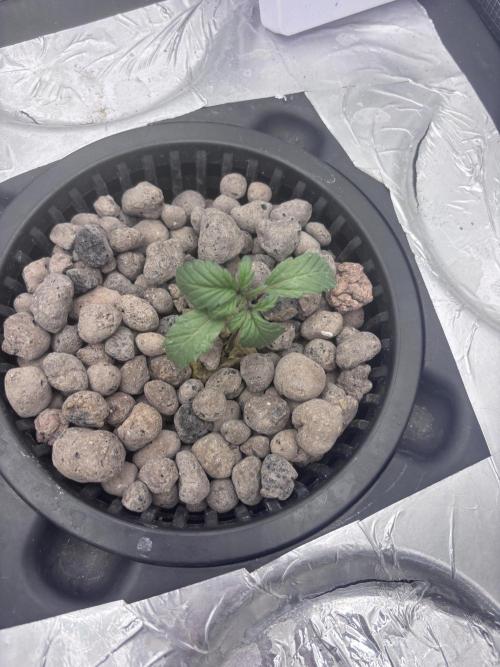 Strawberry gorilla auto gsc and mimosa. Week 2