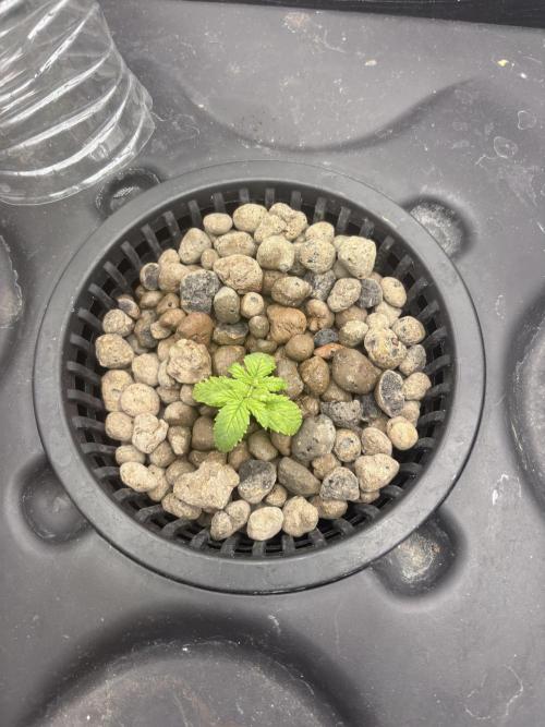 Strawberry gorilla auto gsc and mimosa. Week 2