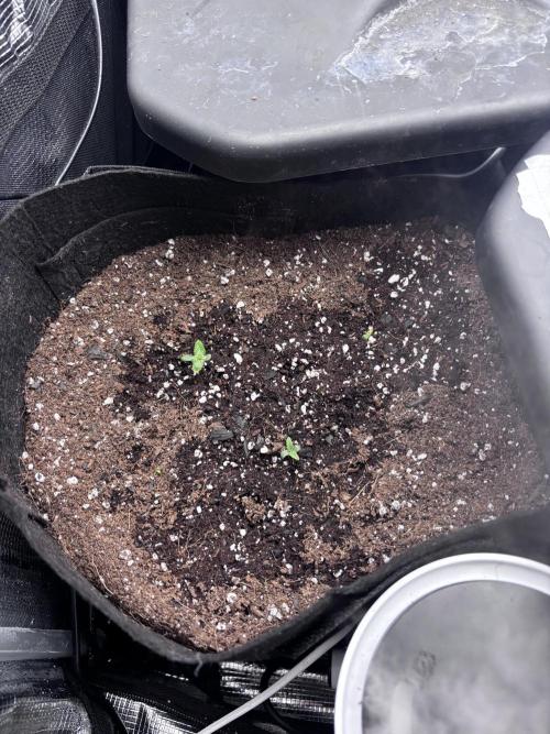 Strawberry gorilla auto gsc and mimosa. Week 1