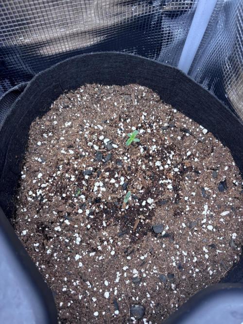 Strawberry gorilla auto gsc and mimosa. Week 1