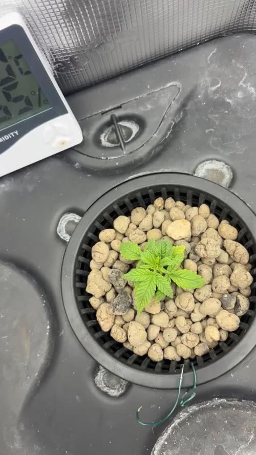 Strawberry gorilla auto gsc and mimosa