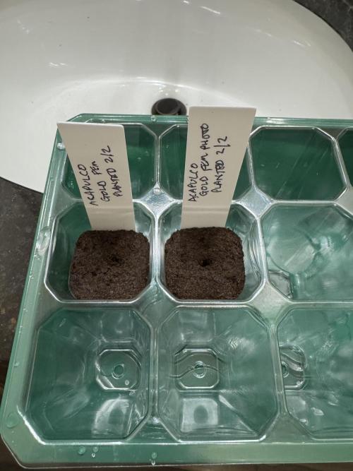 First Grow. Week 0 - Using a VivoSun seedling tray for germination