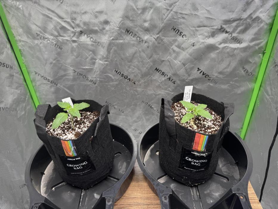 First Grow. Week 2
