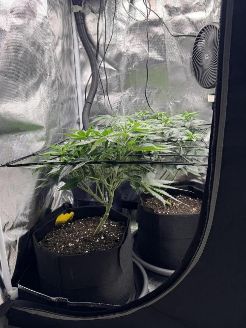 Tarte Tatin Greenhouseseeds (first grow). Week 4