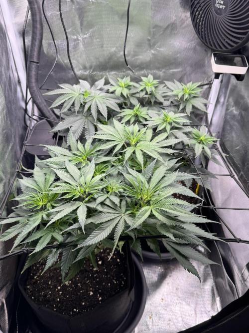 Tarte Tatin Greenhouseseeds (first grow). Week 4