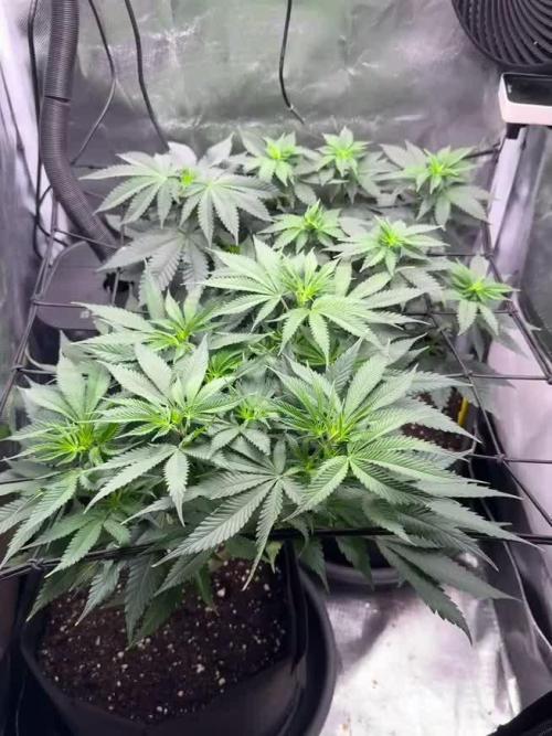 Tarte Tatin Greenhouseseeds (first grow)