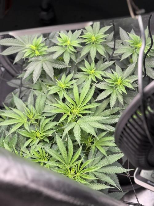 Tarte Tatin Greenhouseseeds (first grow). Week 4