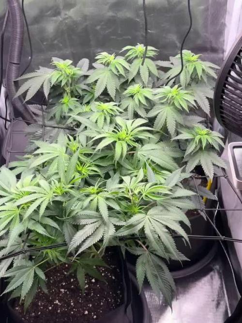 Tarte Tatin Greenhouseseeds (first grow)