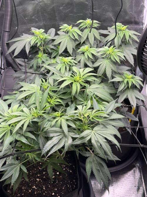 Tarte Tatin Greenhouseseeds (first grow). Week 5