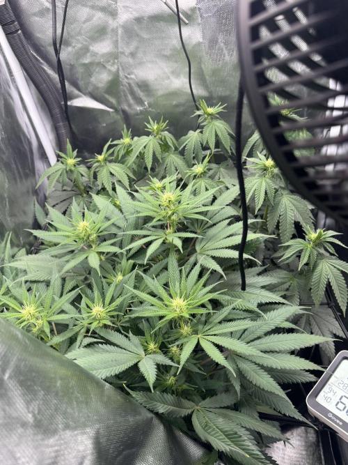 Tarte Tatin Greenhouseseeds (first grow). Week 3