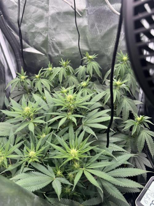 Tarte Tatin Greenhouseseeds (first grow). Week 3