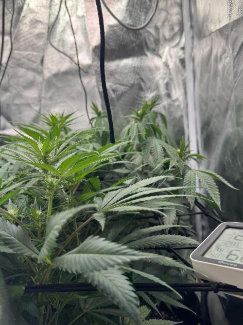 Tarte Tatin Greenhouseseeds (first grow). Week 3