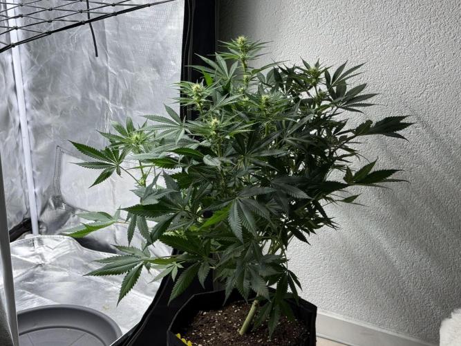 Tarte Tatin Greenhouseseeds (first grow). Week 3