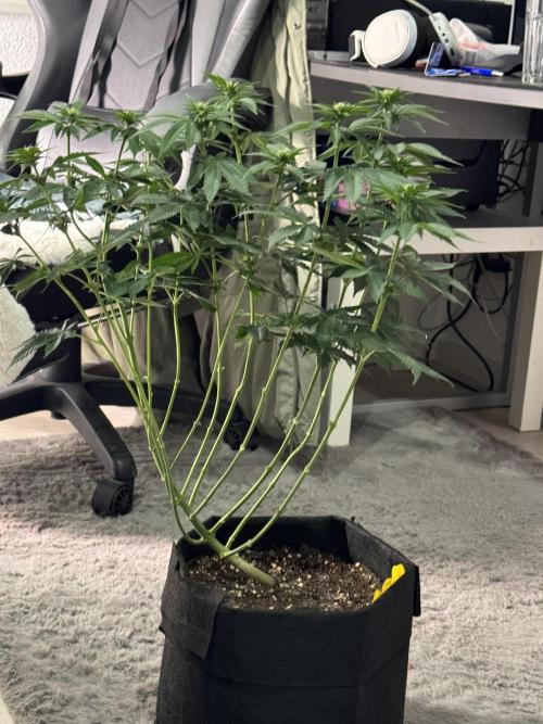 Tarte Tatin Greenhouseseeds (first grow). Week 3