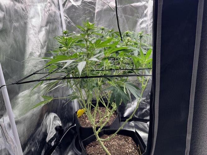 Tarte Tatin Greenhouseseeds (first grow). Week 3