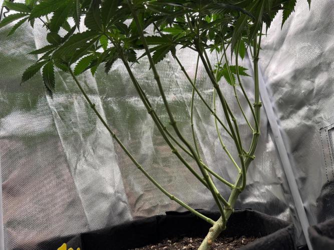 Tarte Tatin Greenhouseseeds (first grow). Week 3