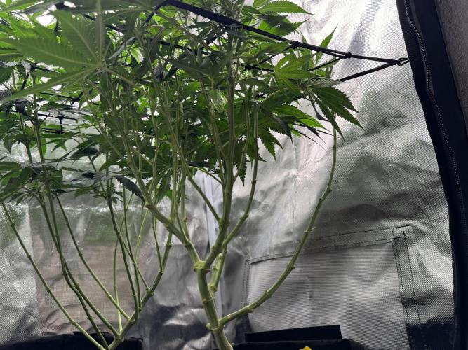 Tarte Tatin Greenhouseseeds (first grow). Week 3