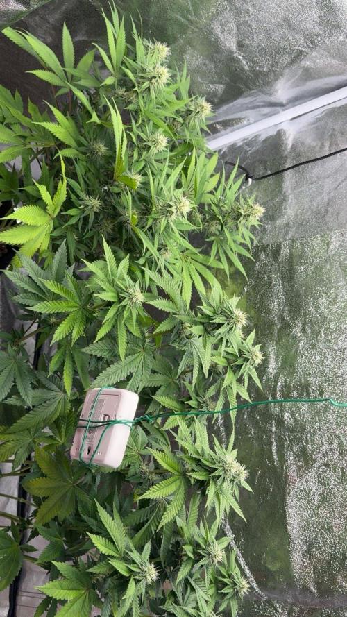 Tarte Tatin Greenhouseseeds (first grow). Week 6