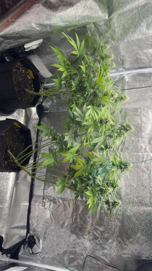 Tarte Tatin Greenhouseseeds (first grow). Week 6