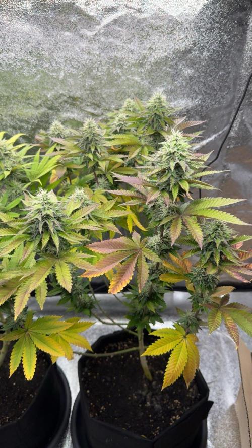 Tarte Tatin Greenhouseseeds (first grow). Week 7 - mid-week of flowering (week 6)