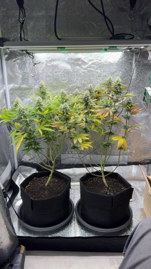Tarte Tatin Greenhouseseeds (first grow). Week 7 - mid-week of flowering (week 6)