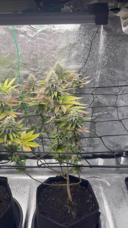 Tarte Tatin Greenhouseseeds (first grow)