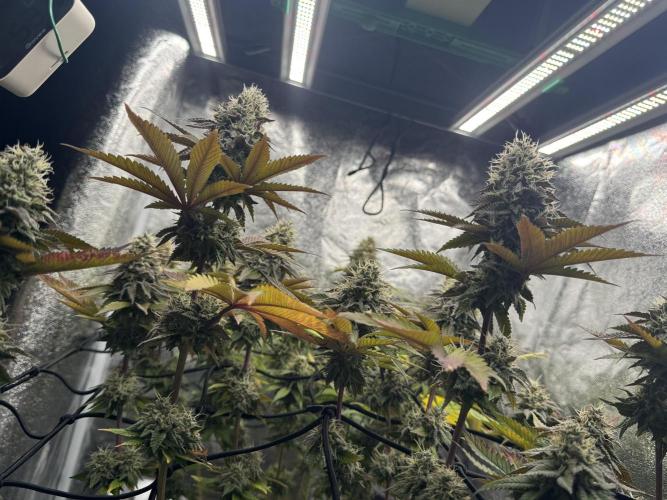 Tarte Tatin Greenhouseseeds (first grow). Week 8