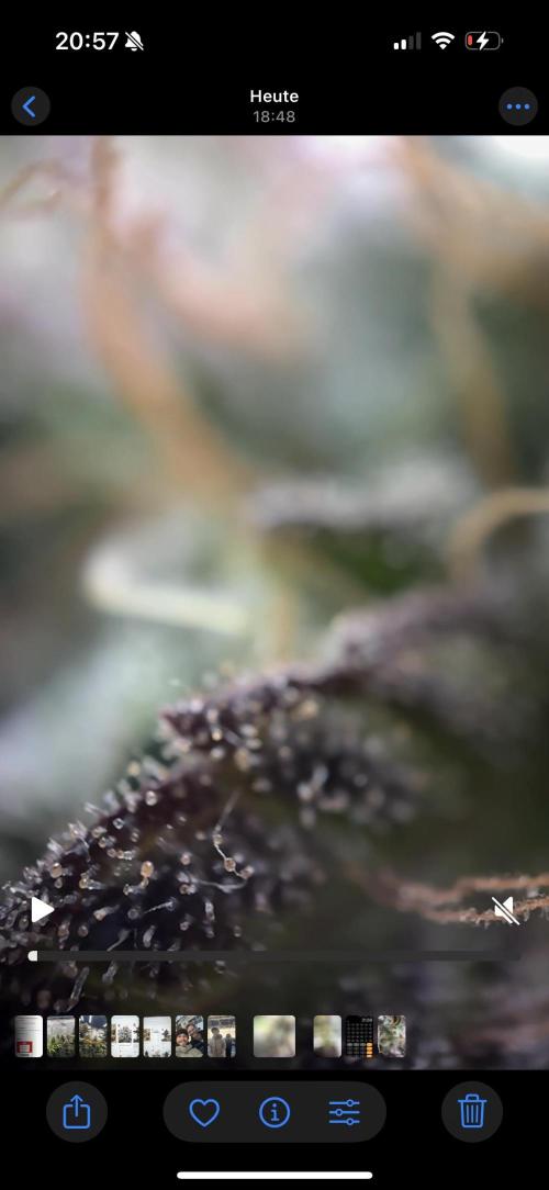 Tarte Tatin Greenhouseseeds (first grow). Week 8