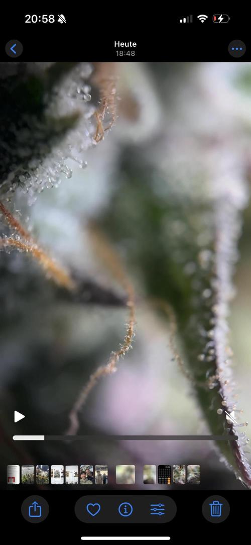 Tarte Tatin Greenhouseseeds (first grow). Week 8