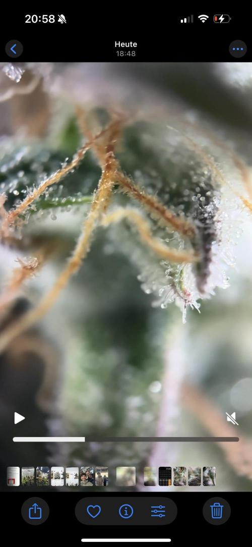 Tarte Tatin Greenhouseseeds (first grow). Week 8