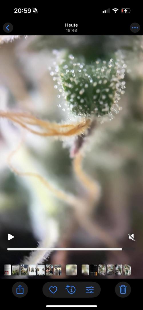 Tarte Tatin Greenhouseseeds (first grow). Week 8