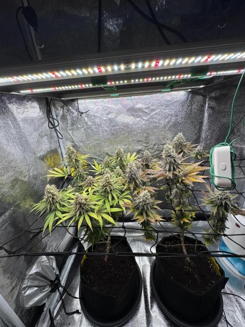 Tarte Tatin Greenhouseseeds (first grow). Week 8